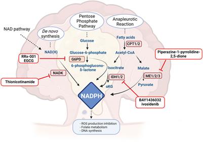 Insight Into Nicotinamide Adenine Dinucleotide Homeostasis as a Targetable Metabolic Pathway in Colorectal Cancer